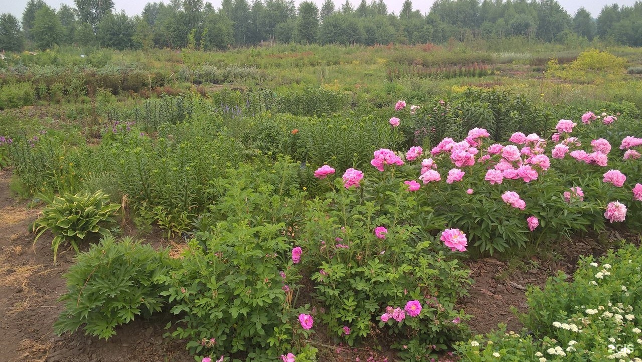 Баргузинский Питомник Саженцы Интернет Магазин Цветов — Salesnip.ru