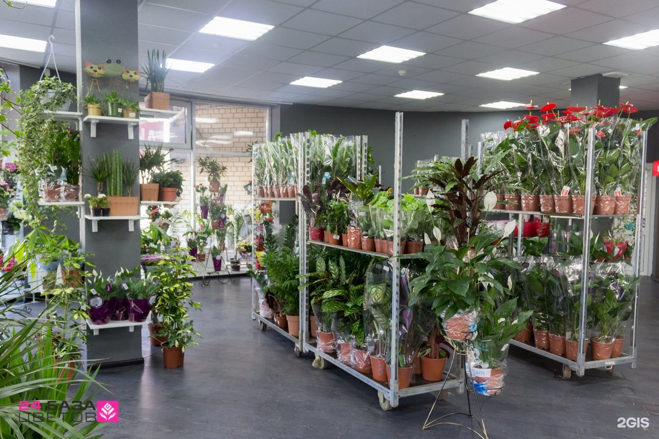 Где Купить Комнатные Растения В Екатеринбурге
