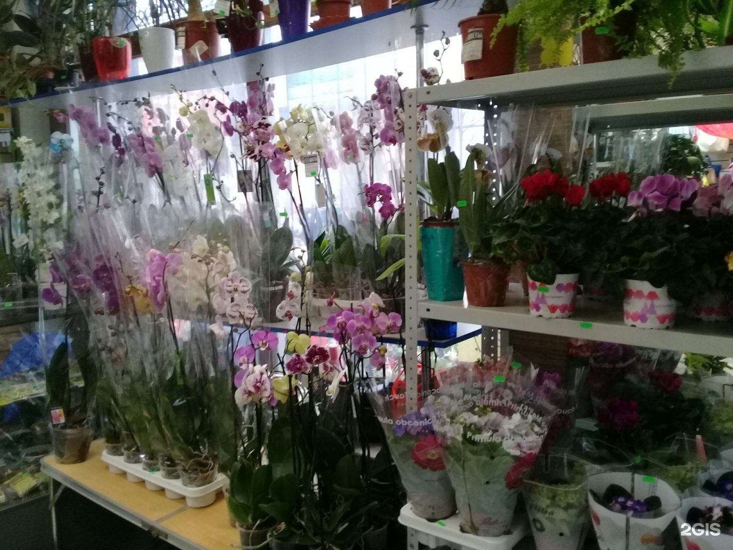Где Купить Комнатные Цветы В Омске