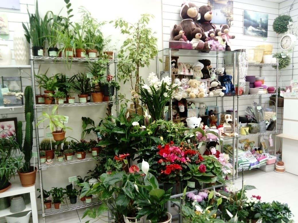 Где Купить Комнатные Растения В Спб