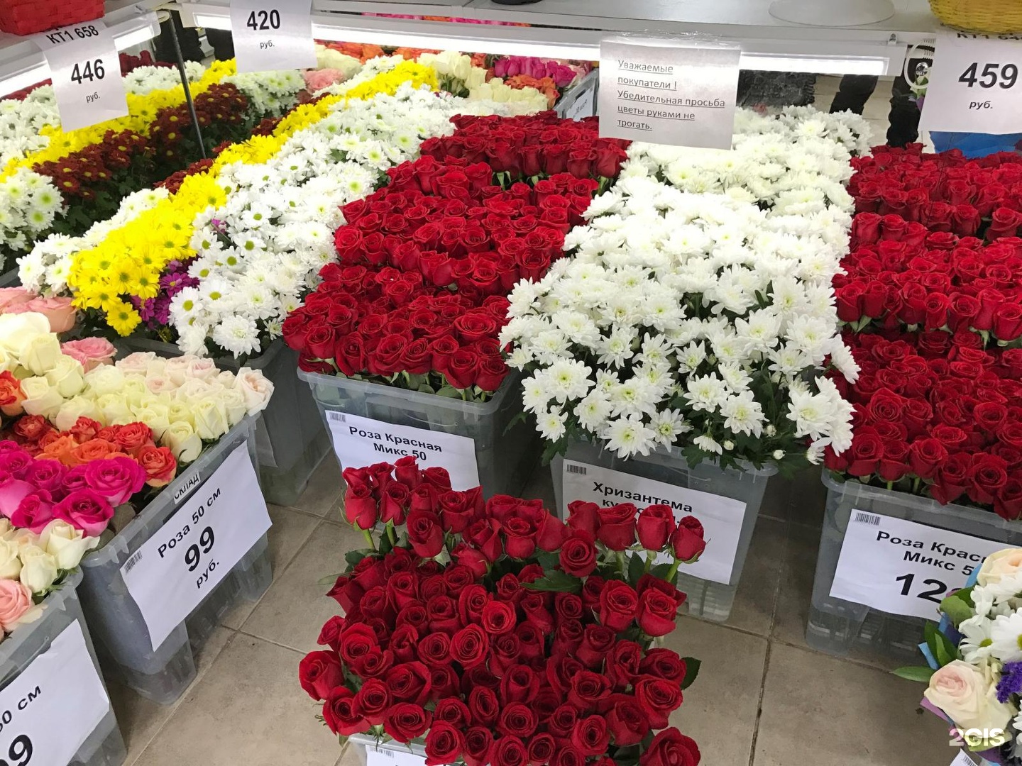 Где Можно Купить Цветов