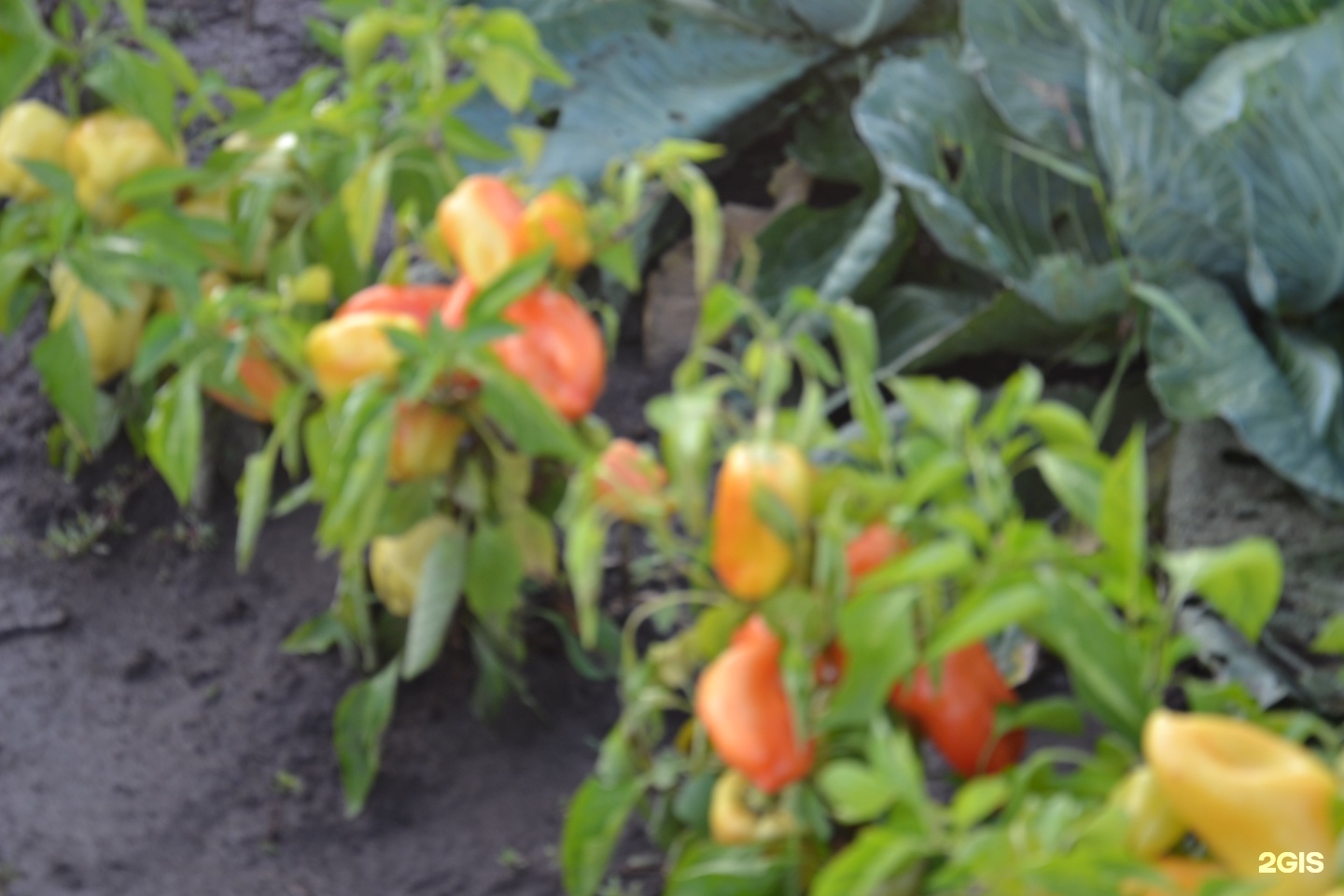 огорода в благовещенске. литр клубники. амурский дачник. амурский дачник. магазин амурский дачник в благовещенске.