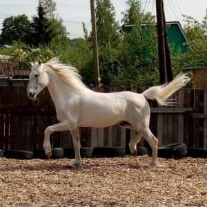 Фото от владельца Реприз, частная конюшня