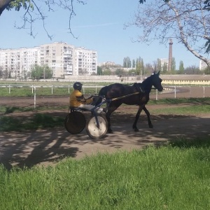 Фото от владельца Айвенго, конный клуб