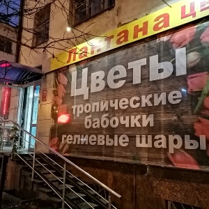 Фото от владельца Лантана, студия цветов