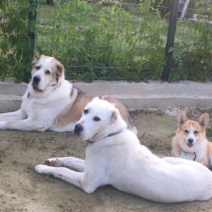 Фото от владельца Спи-Ешь-Пей, гостиница для собак