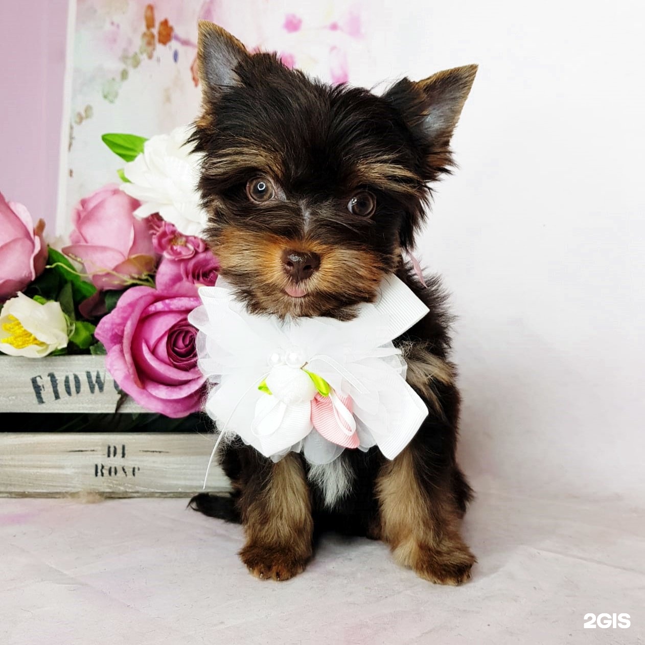 зоосалон хатико ул ленина 161 отзывы