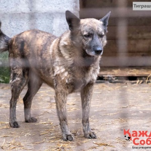 Фото от владельца Приют для бездомных собак