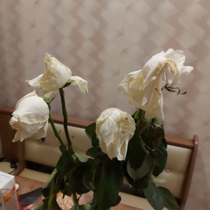 Photo from the owner Taimyr, Flower Store