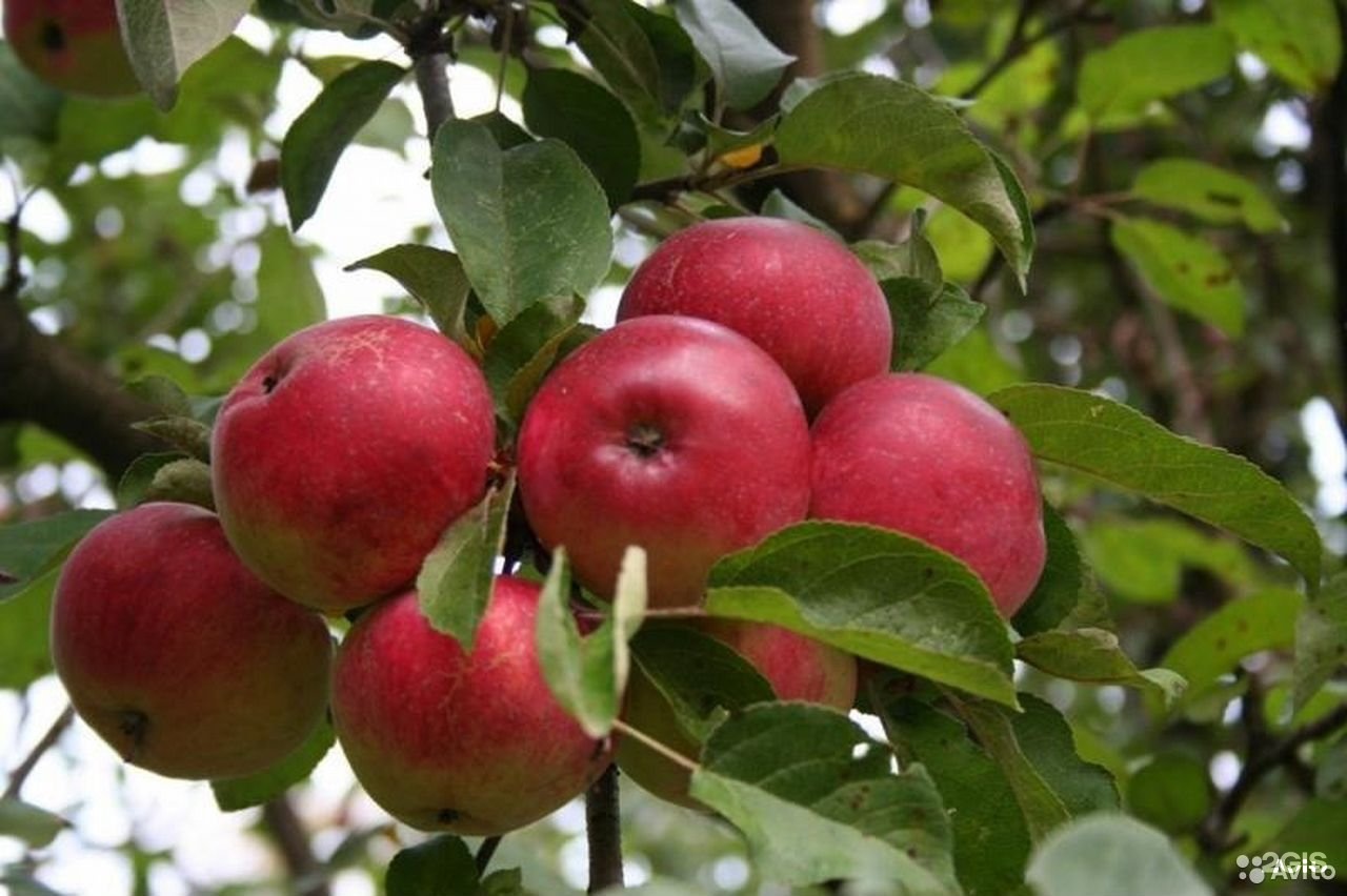 Яблоки Лобо Мельба