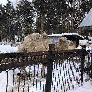 Фото от владельца Солнечный, детский оздоровительный лагерь