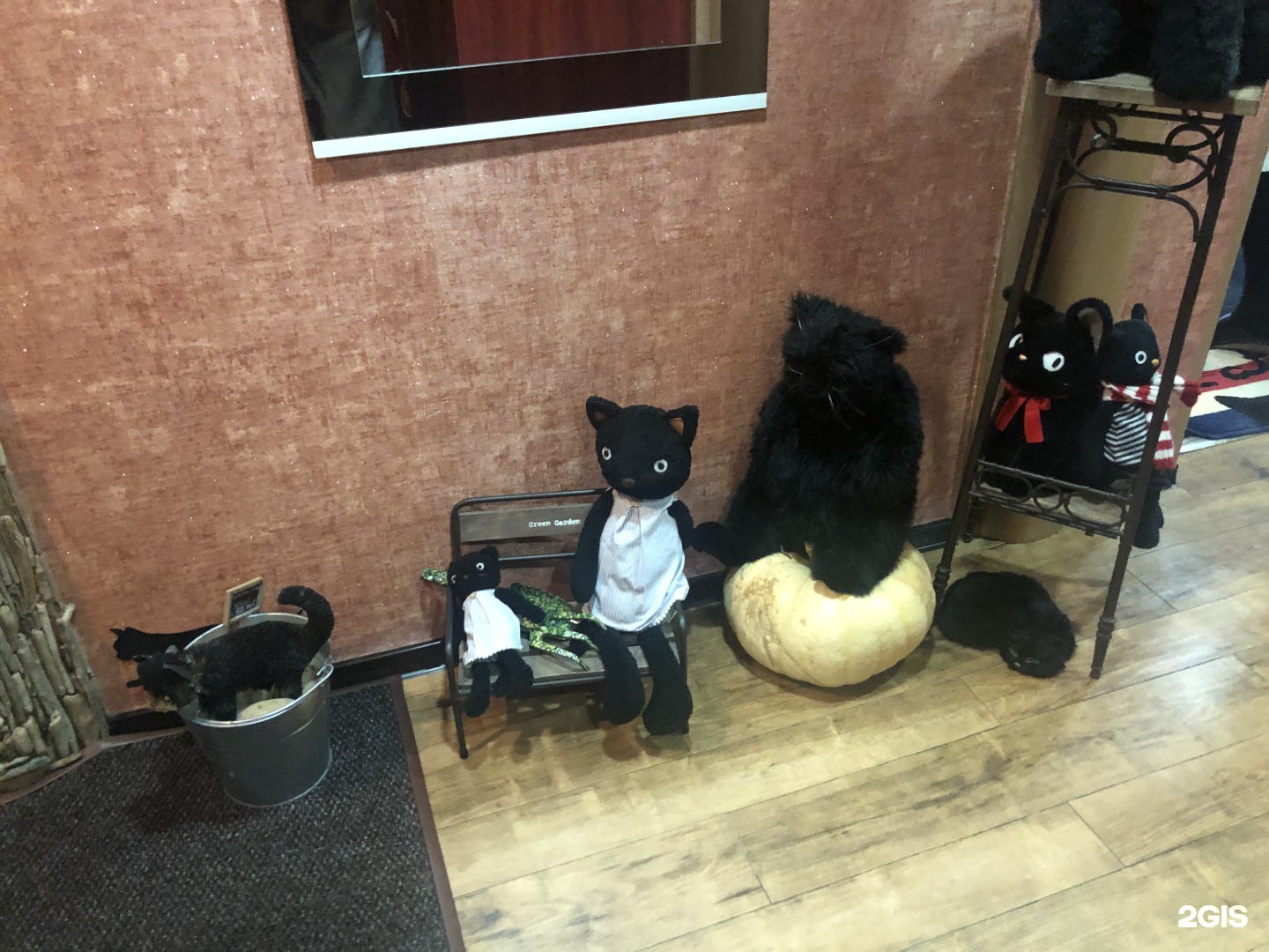 Campfire cat cafe