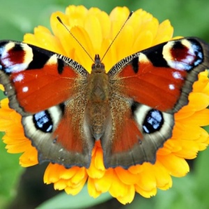 Фото от владельца Компания по доставке живых бабочек