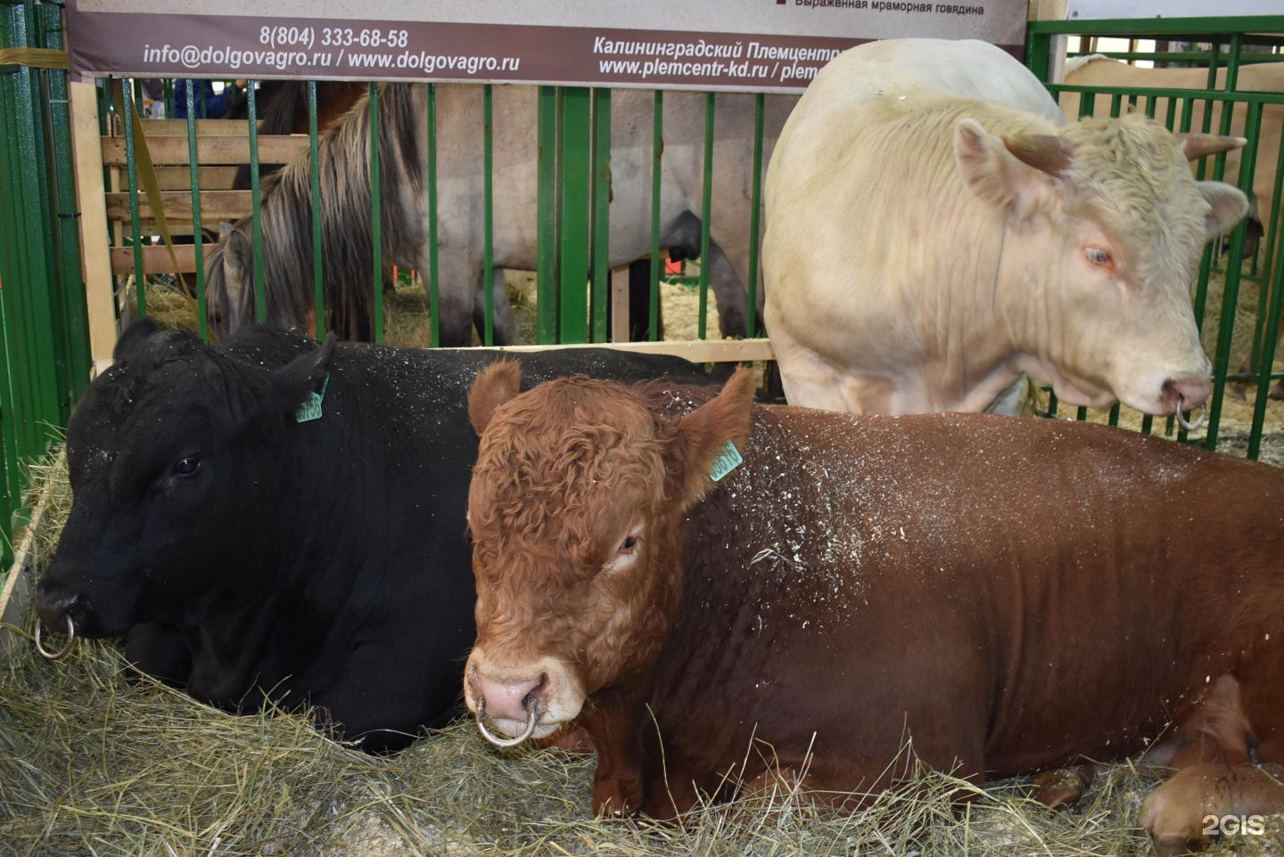 калининградское животноводство
