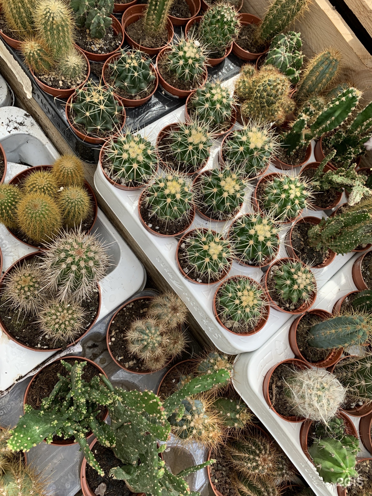 Садовый центр, краснодар, улица атарбекова. Садовый центр на атарбекова краснодар каталог товаров. Атарбекова 3 садовый центр. Садовый центр на атарбекова краснодар каталог товаров. Садовый центр на атарбекова краснодар.