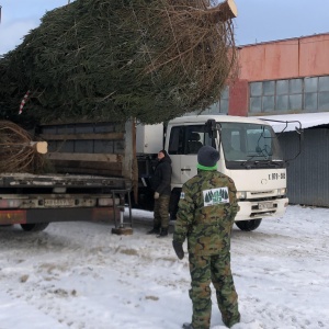 Фото от владельца Из леса, служба доставки живых елок