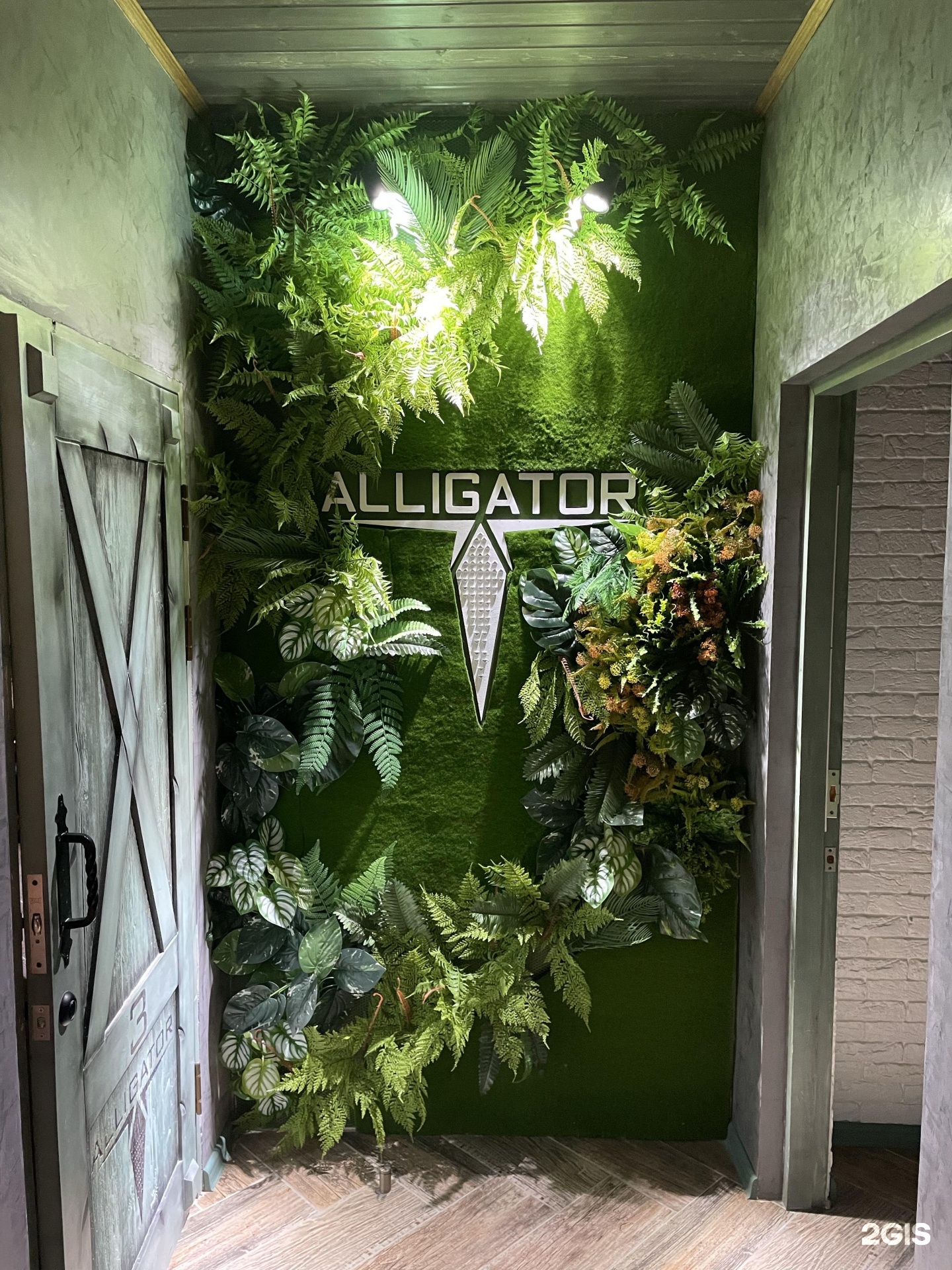 Alligator