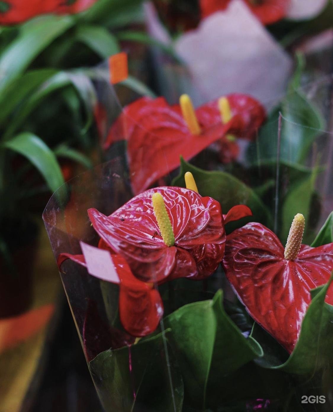 цветочный рынок астрахань