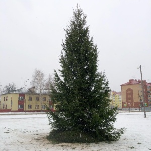 Фото от владельца Из леса, служба доставки живых елок