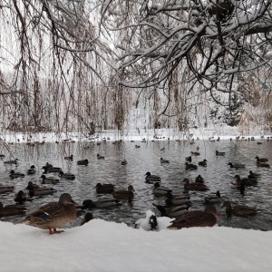 Фото от владельца Городской парк