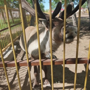 Фото от владельца Карагандинский государственный зоопарк