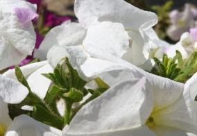 Гостевой дом Green house в Махачкале