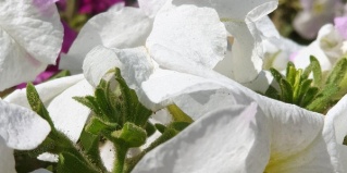 Махачкала: Гостевой дом Green house