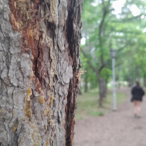 Фото от владельца Экологический парк, МБУ