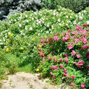 Фото от владельца Ботанический сад, УрО РАН