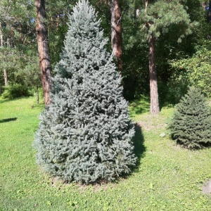 Фото от владельца Горно-Алтайский ботанический сад