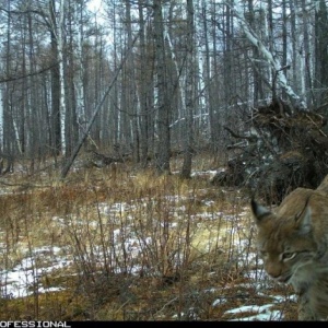 Фото от владельца Хакасский, ФГБУ, государственный природный заповедник
