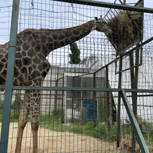 Фото от владельца Сафари-Парк, зоопарк