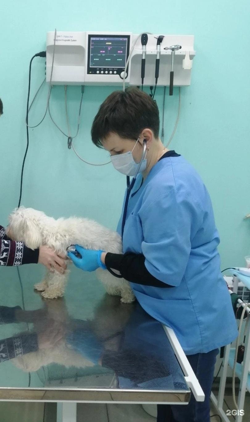 павла мочалова, д. ветклиника друг нижний новгород. ветеринарная клиника заокский. ветклиника друг новосибирск. ветклиника друг нижний новгород.