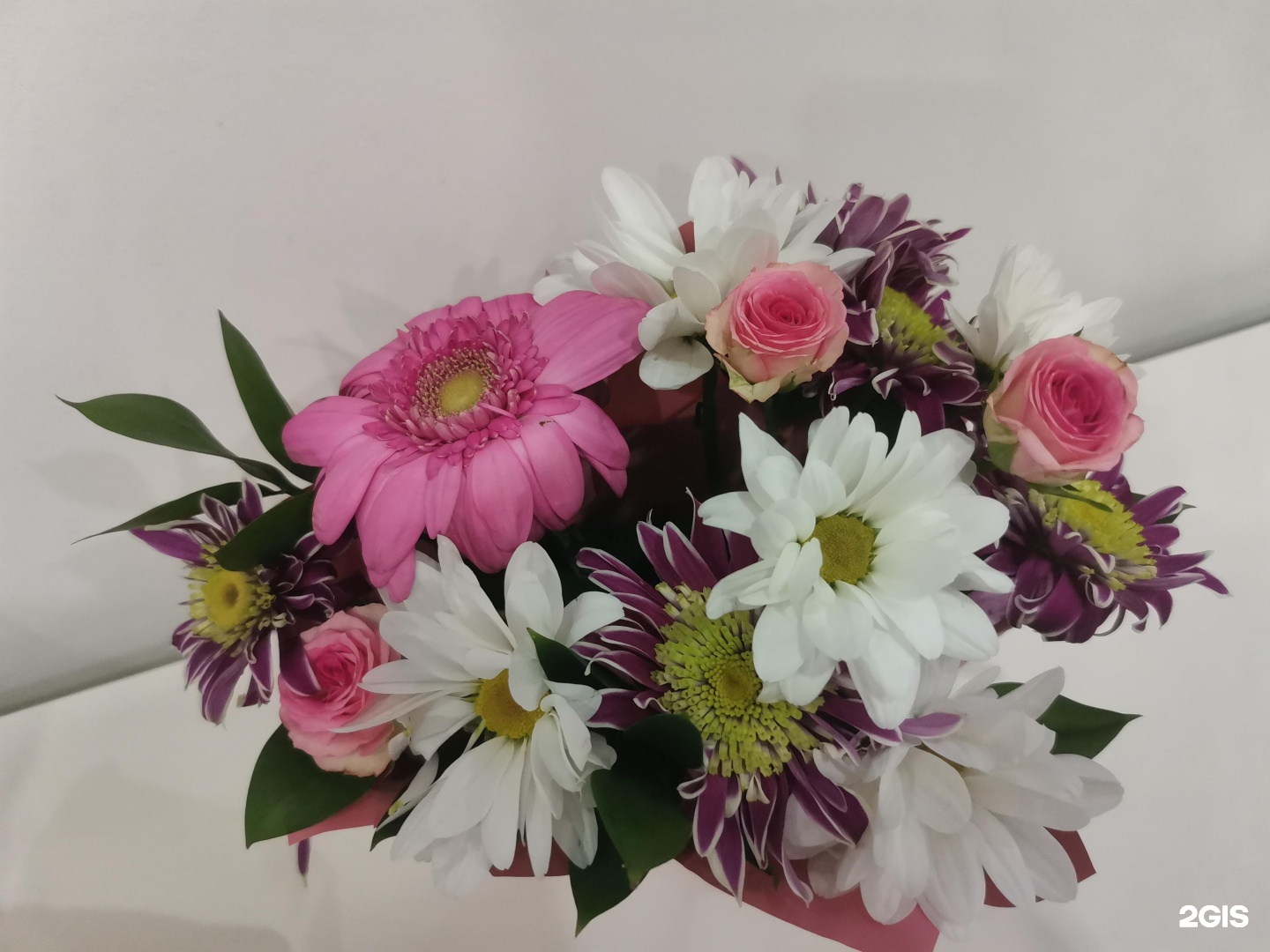 семена астра марш авиаторов. цветы авиаторов. астра комплимент марш авиаторов. цветы авиаторов. астра марш авиаторов.