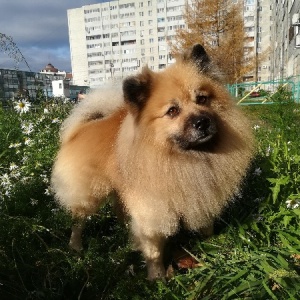 Фото от владельца Groom, школа-студия груминга