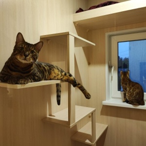 Фото от владельца Уютные коты, гостиница для кошек