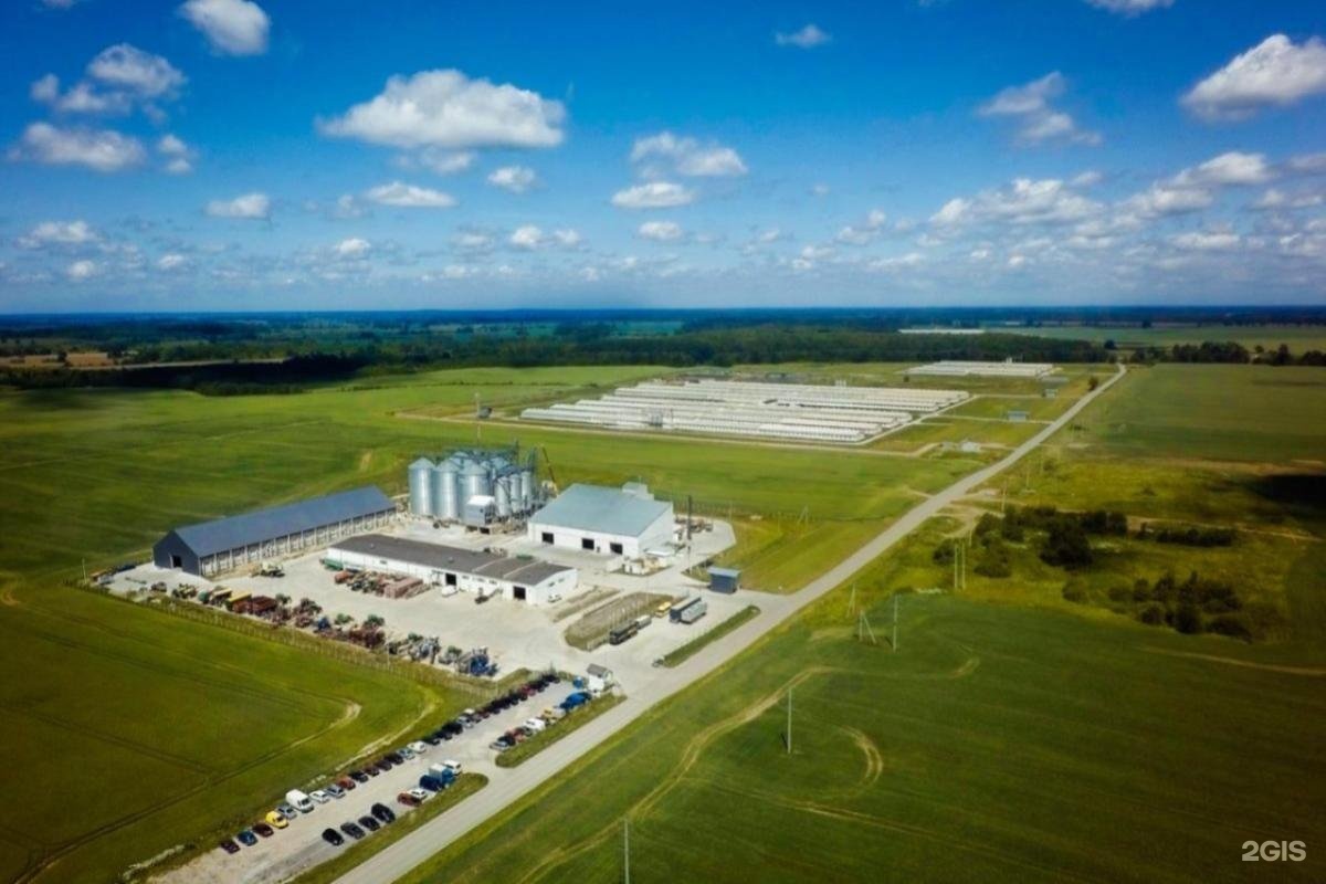 свинокомплекс сергач. свиноводческий комплекс дороничи. свинокомплекс кудряшовский сибагро. русагро белгород свинокомплекс. свинокомплекс сергач.