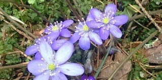 Большие Крупели: Турбаза Аннушка