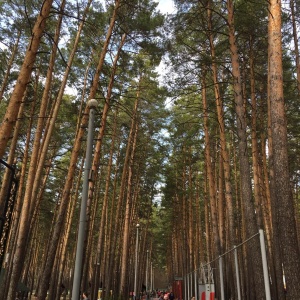 Фото от владельца Заельцовский, парк культуры и отдыха