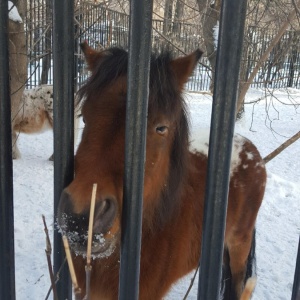 Фото от владельца Новосибирский зоопарк им. Р.А.Шило