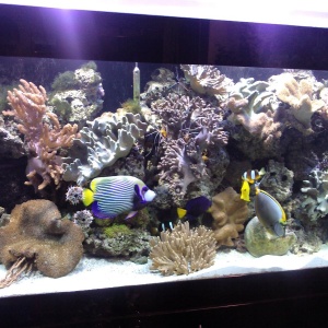 Фото от владельца АКВАРИУМ, ООО, компания по изготовлению и обслуживанию морских аквариумов