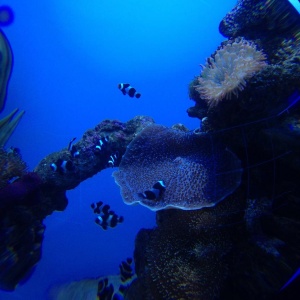 Фото от владельца Дельфиния, центр океанографии и морской биологии