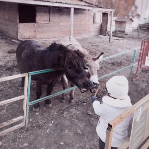 Фото от владельца Лап-Ландия, городская ферма