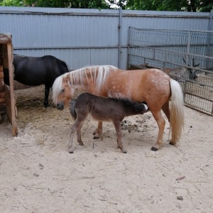 Фото от владельца Серебряная подкова, пони-ферма