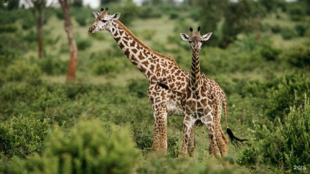 природа животные жирафы любовь бесплатно