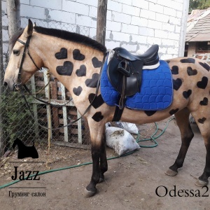 Фото от владельца Jazz, зоосалон