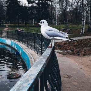 Фото от владельца Победа, дендропарк