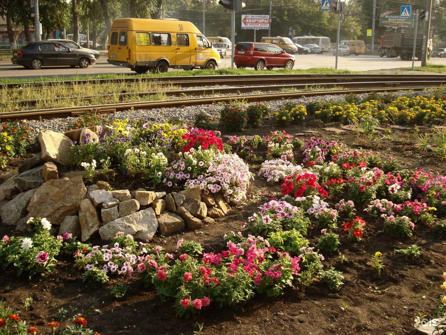 Ленинский просп 14. Рабатка Тунберга. Примула на клумбе. Рабатка Тунберга однолетник. Примула в цветнике.