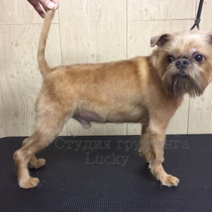 Фото от владельца Lucky, зооцентр