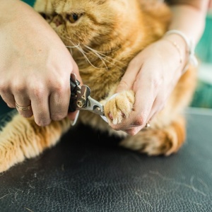 Фото от владельца Marselle-Pets, груминг-салон